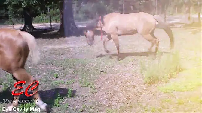 Cowgirl Candy rides hard and shows off her natural tit