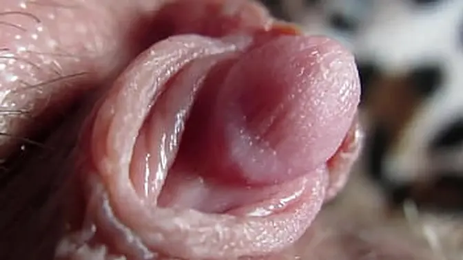 Close-up of girl's big clit as she has a real orgasm