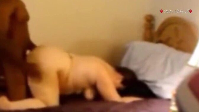 Curvy California cutie gives sloppy toppy and raw backshots