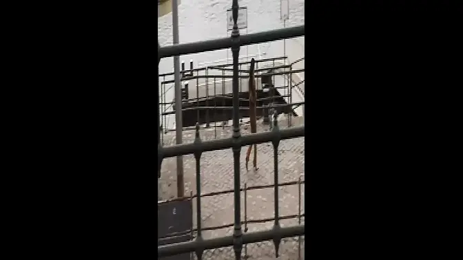 Exotic beauty rides the biggest cock in adult history