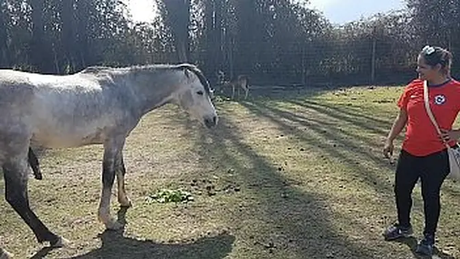 Real amateur Latina couple eating ass and showing natural tits