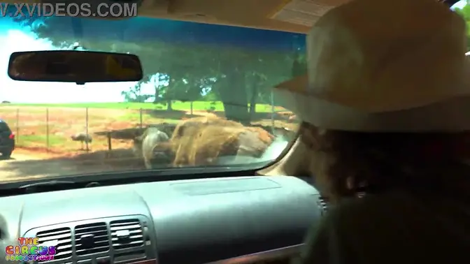 Two white sluts get wild on safari