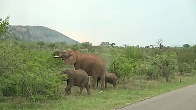 Unbridled primal lust between virgin maidens and rugged studs &mdash;  climaxing in unadulterated debauchery